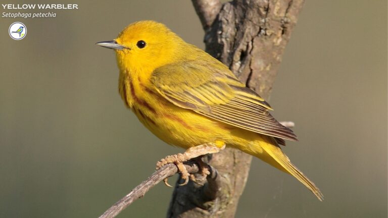Yellow Warbler: Everything you need to know!