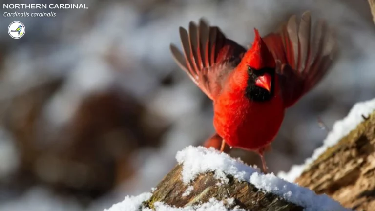What Bird is the First Sign of Spring?