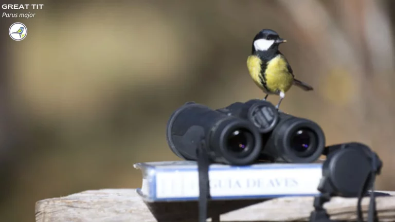 Bird Watching Binoculars for Beginners