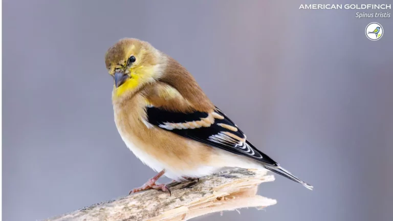 American Goldfinch: Everything you need to know!