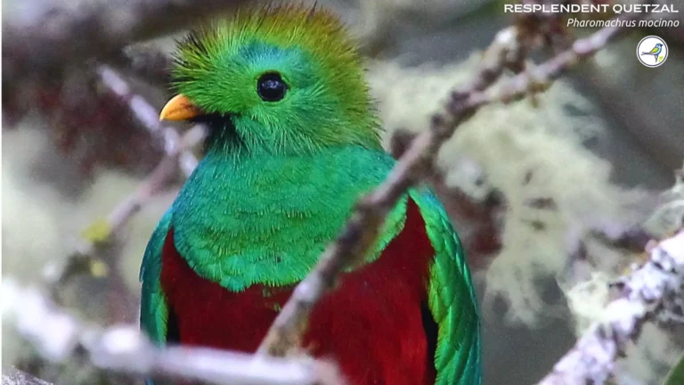 7 of the World’s Most Different Exotic Birds