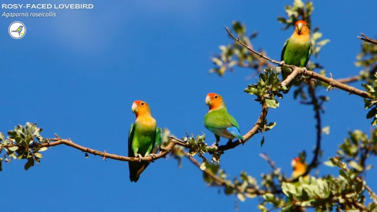 How to identify Male and Female Love Birds?