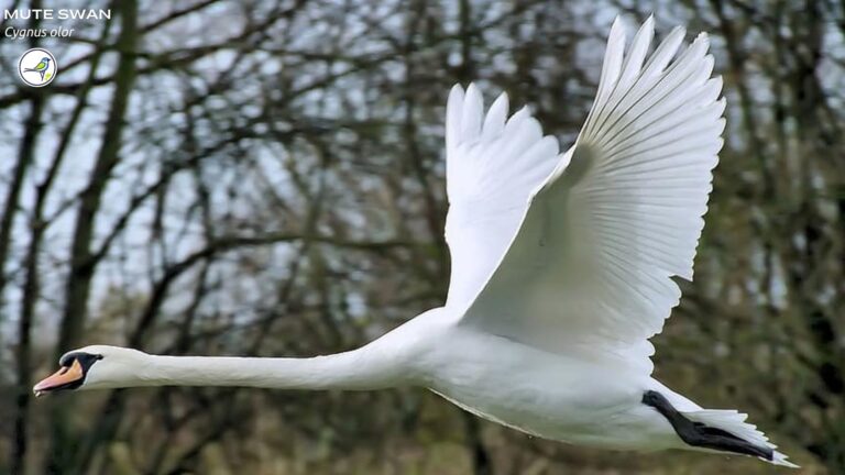 Mute Swan: Everything you need to know!