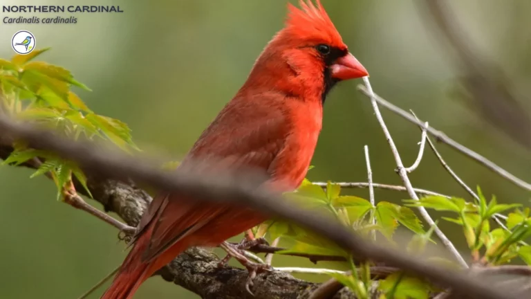Northern Cardinal: Everything you need to know!