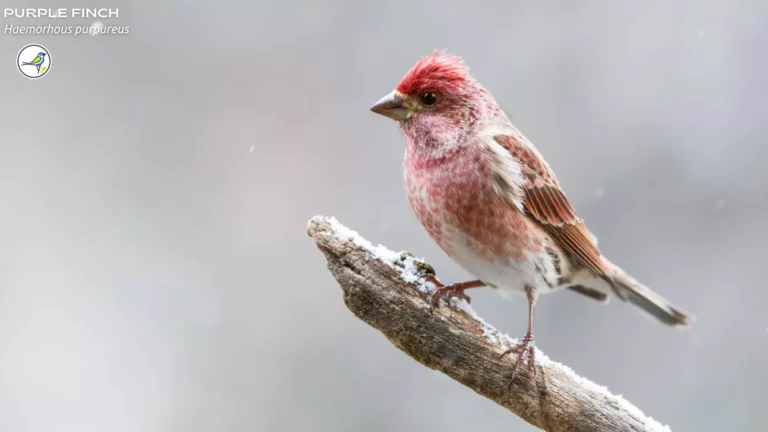 Top 5 Red Birds in Massachusetts: A Guide