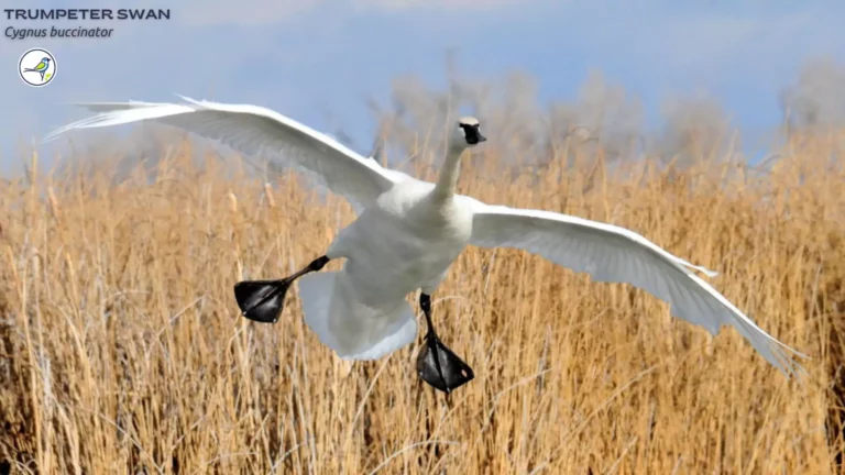 Trumpeter Swan: Everything you need to know!