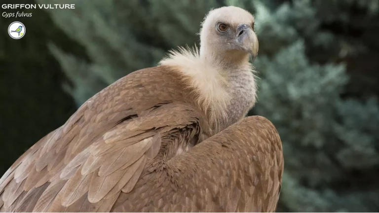 What Sound does a Vulture Make?