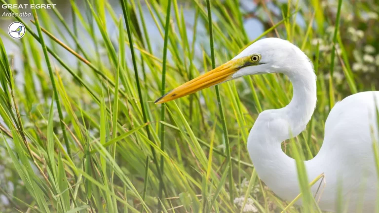 Great Egret: Everything you need to know!