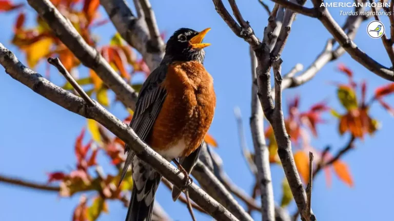 American Robin: Everything you need to know!