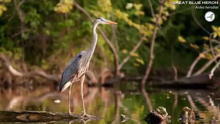 Great Blue Heron: Everything you need to know!