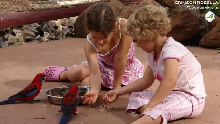 The Ultimate Guide to Bird-Watching for Kids