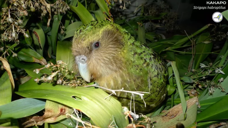 Kakapo: Everything You Need to Know!