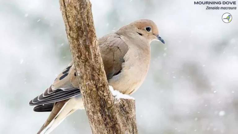 How to Feed Mourning Doves?