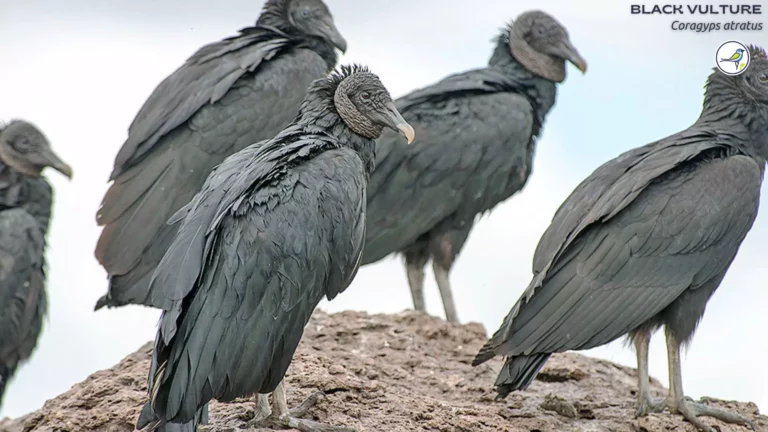 Black Vulture: Everything you need to know!