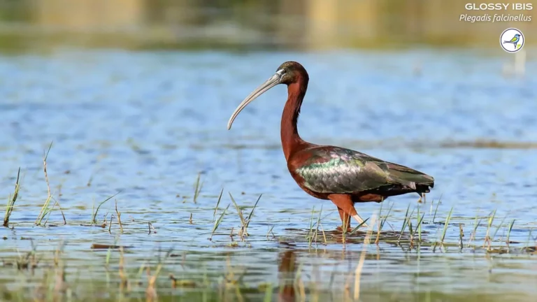 Top Birds with Long Beaks in Florida