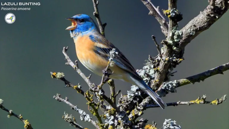Lazuli Bunting: Everything you need to know!